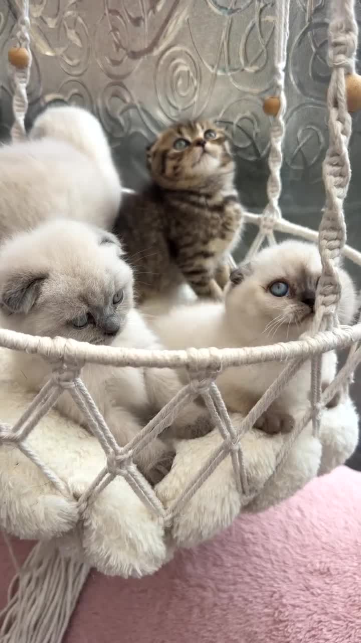 Mixed Breed cats for sale: Mix breed  in Bradford - Video 4