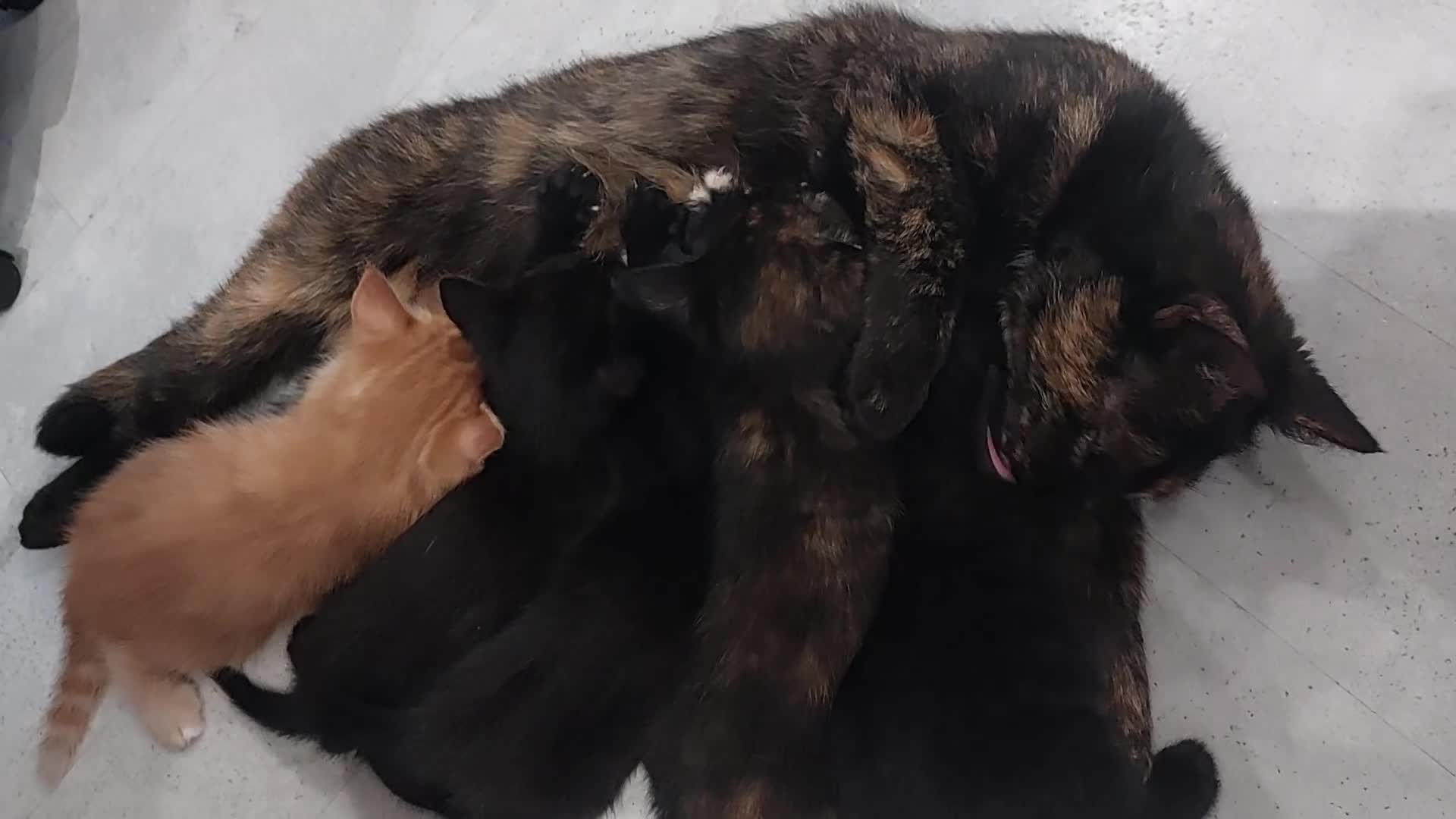 Mixed Breed cats for sale: Adorable Playful Kittens Looking for Home 🐾 - Video 1