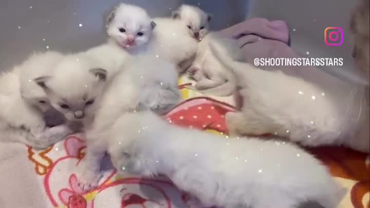 Ragdoll cats for sale: Ragdoll kittens GCCF - Video 1
