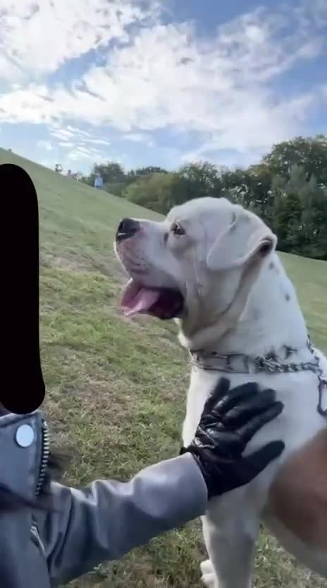 American Bulldog dogs for sale: American Bulldog  - Video 3
