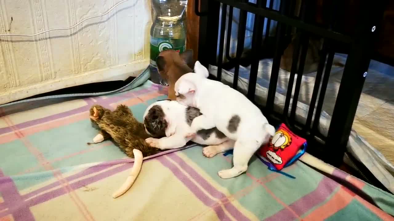 French Bulldog dogs for sale: Ms  **  KRASTA  - Video 1