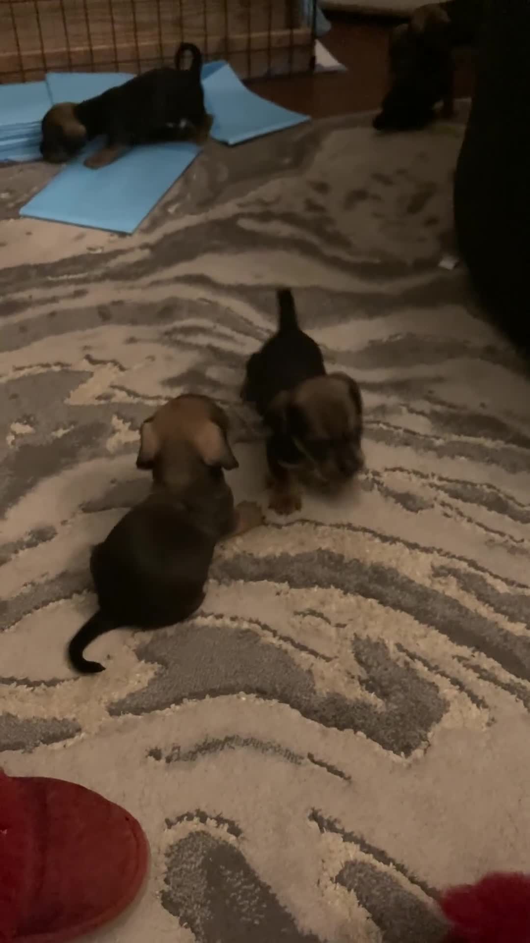 Mixed Breed dogs for sale: Adorable Daug puppies  - Video 1