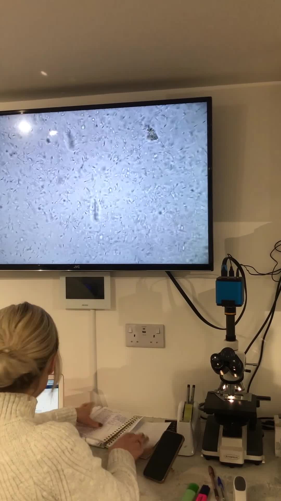 Cavalier King Charles Spaniel dogs for stud: STUD only!  KC registered  - Video 1