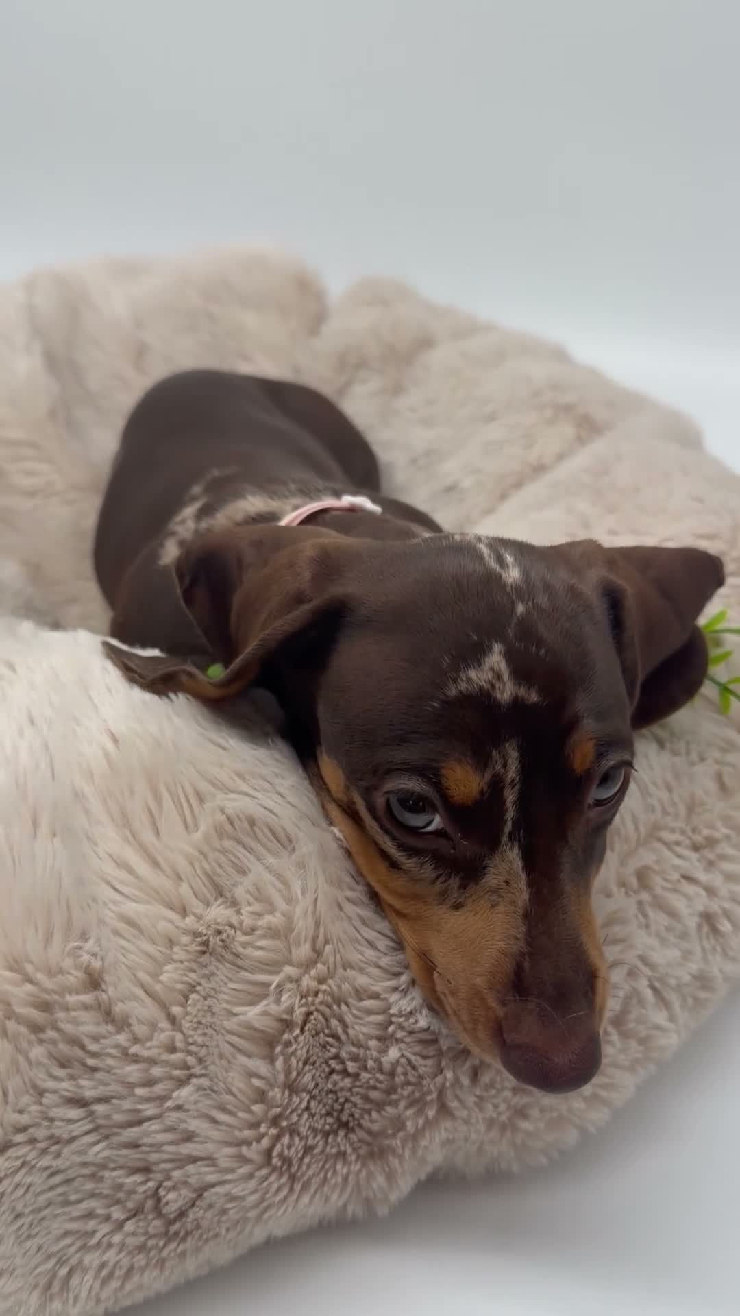 Miniature Dachshund dogs for sale:  🐾 READY NOW full panel health clear kc  - Video 2