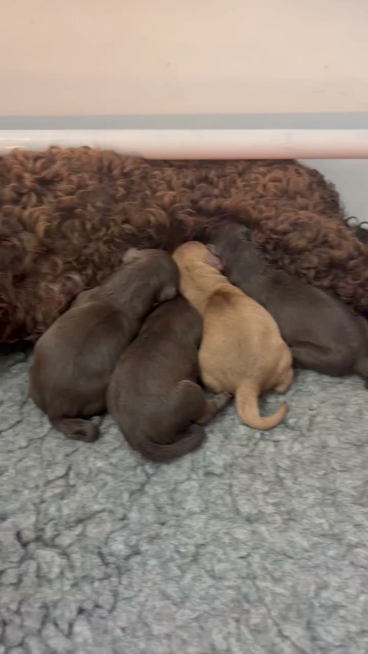 Cavapoo dogs for sale: 🤎Chocolate F1 ExtensivelyHealthTested  - Video 1