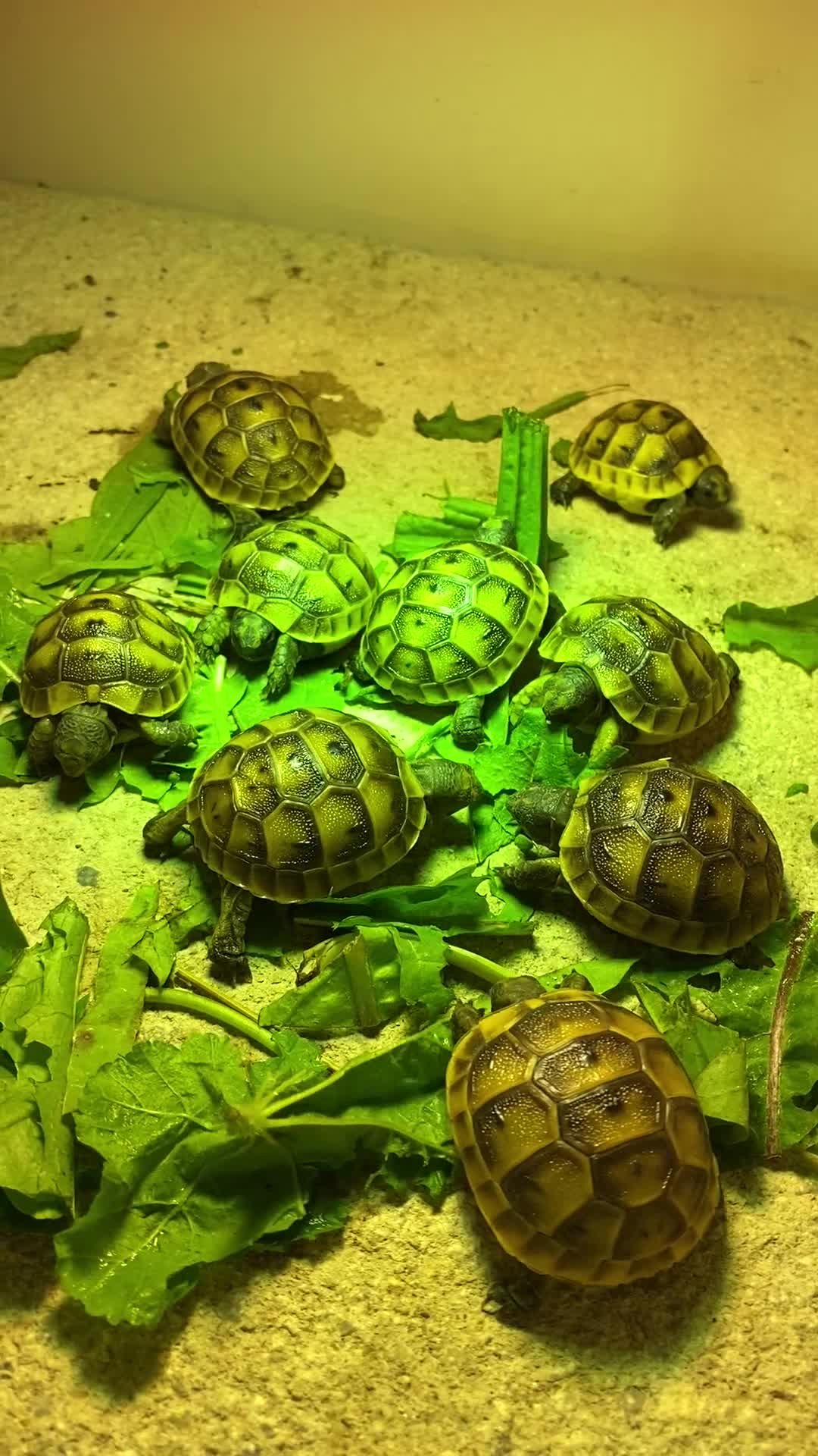 Tortoise reptiles for sale: Spur-Thigh Tortoise (Testudo Graeca) - Video 1