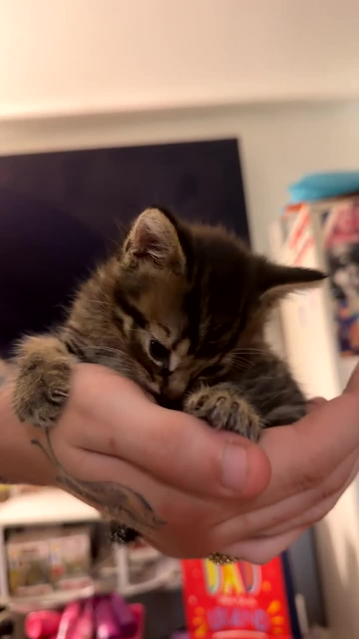 Mixed Breed cats for sale: kittens - Video 2