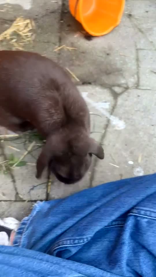 English Lop rabbits for sale: Brown Male Lop Rabbit + Rabbit Home + Food etc in Birmingham - Video 2