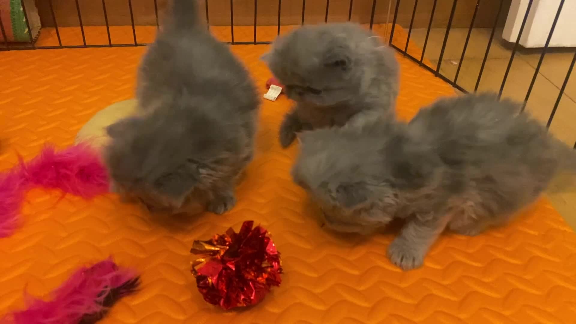 Persian cats for sale: Stunning pedigree Persian kittens - Video 2