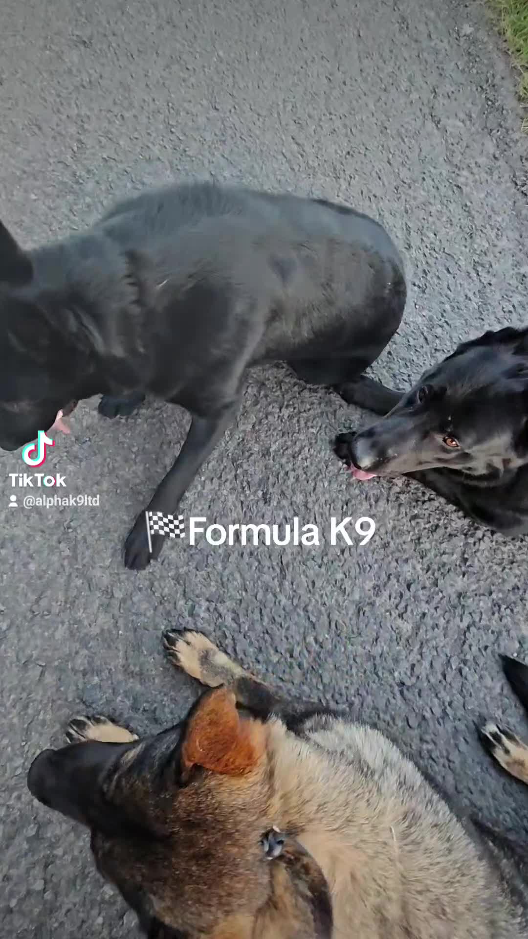 German Shepherd dogs for sale: Trained, Exceptional Working Line GSD  - Video 2