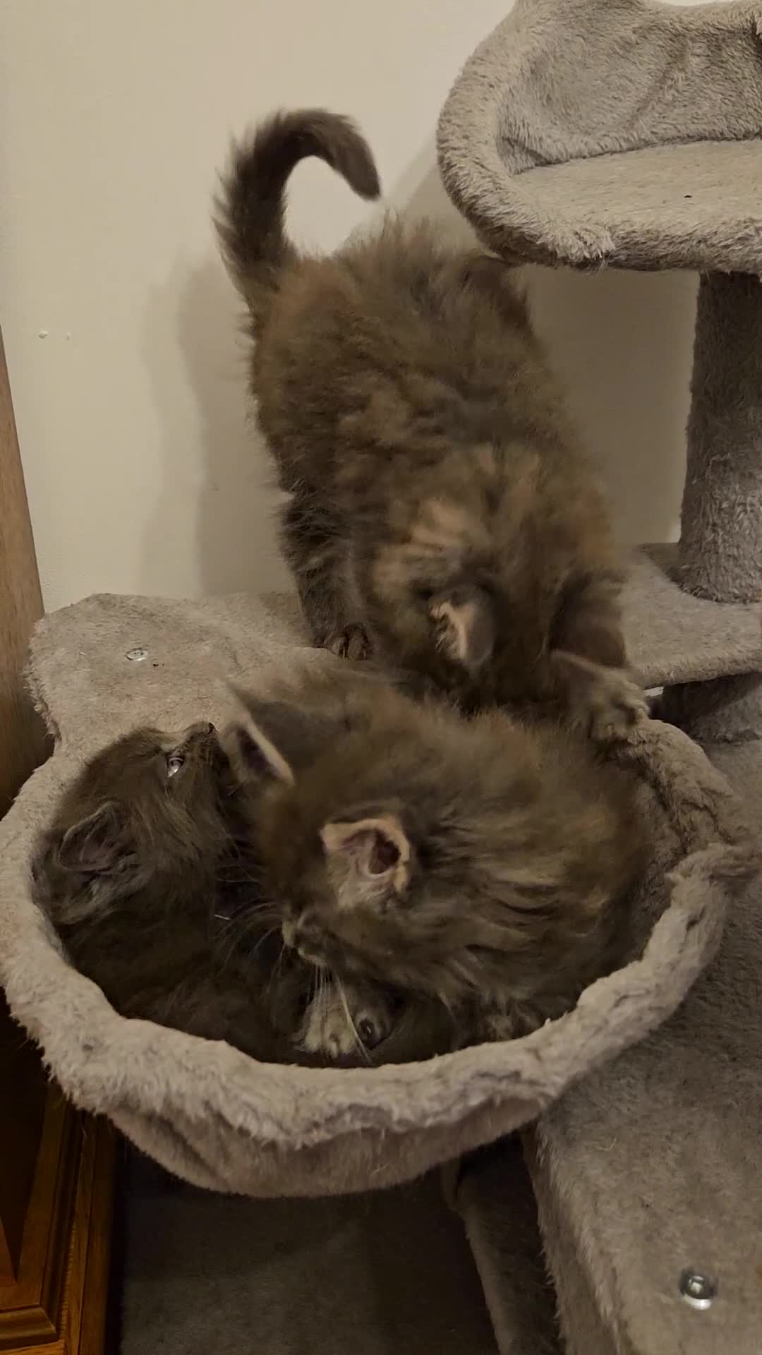 Maine Coon cats for sale: XL Russian main coons in Manchester - Video 2