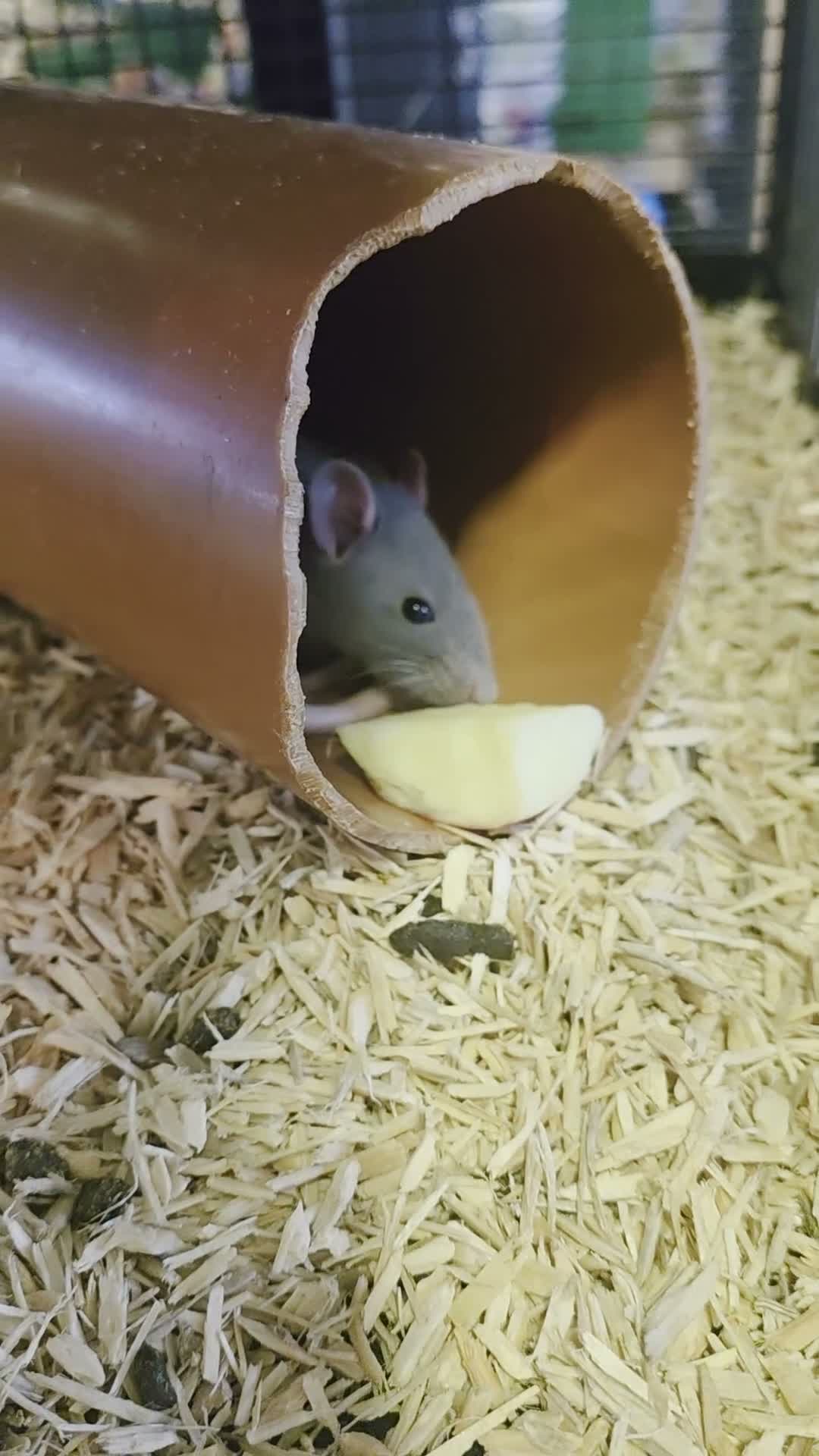 Rat rodents for sale: Baby rats, well handled - Video 1
