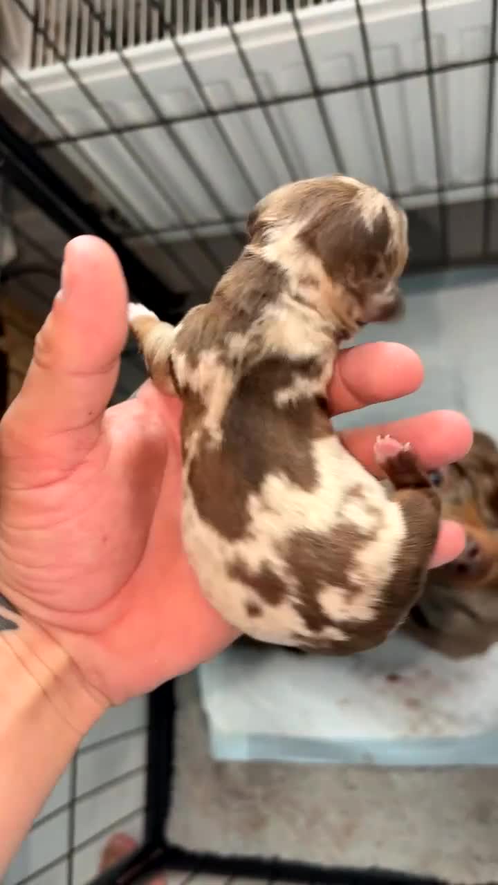 Miniature Dachshund dogs for sale: Dachshund puppy’s forsale  - Video 4