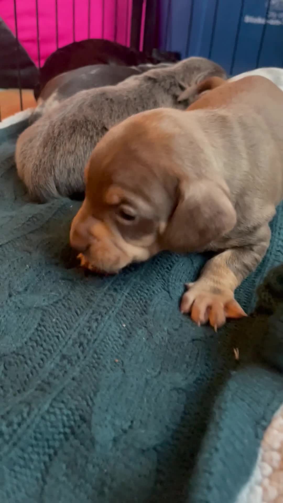 Mixed Breed dogs for sale: Dachshund hybrid puppies 🩷🩵 LAST ONE AVAILABLE  - Video 2