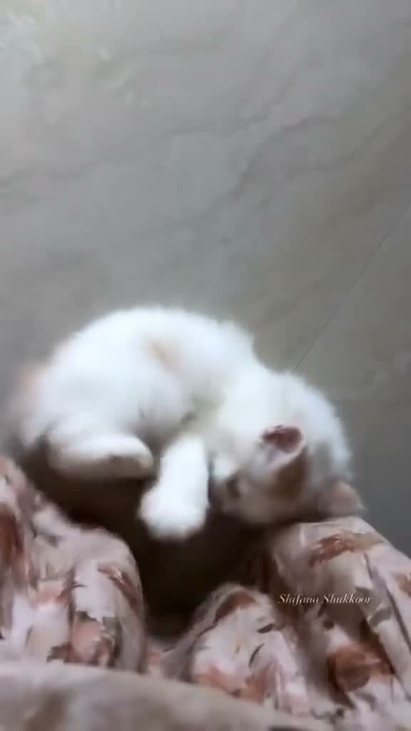 Mixed Breed cats for sale: Henri in London - Video 1