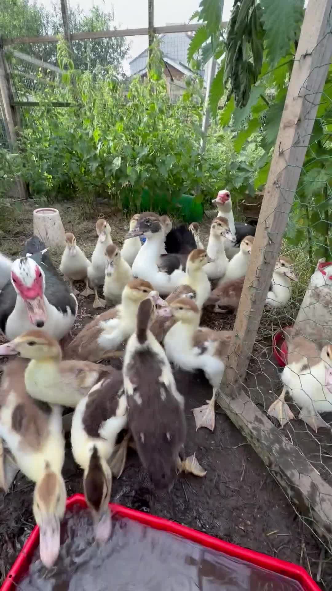 Ducks poultry for sale: Unsexed moscovy ducks  - Video 1