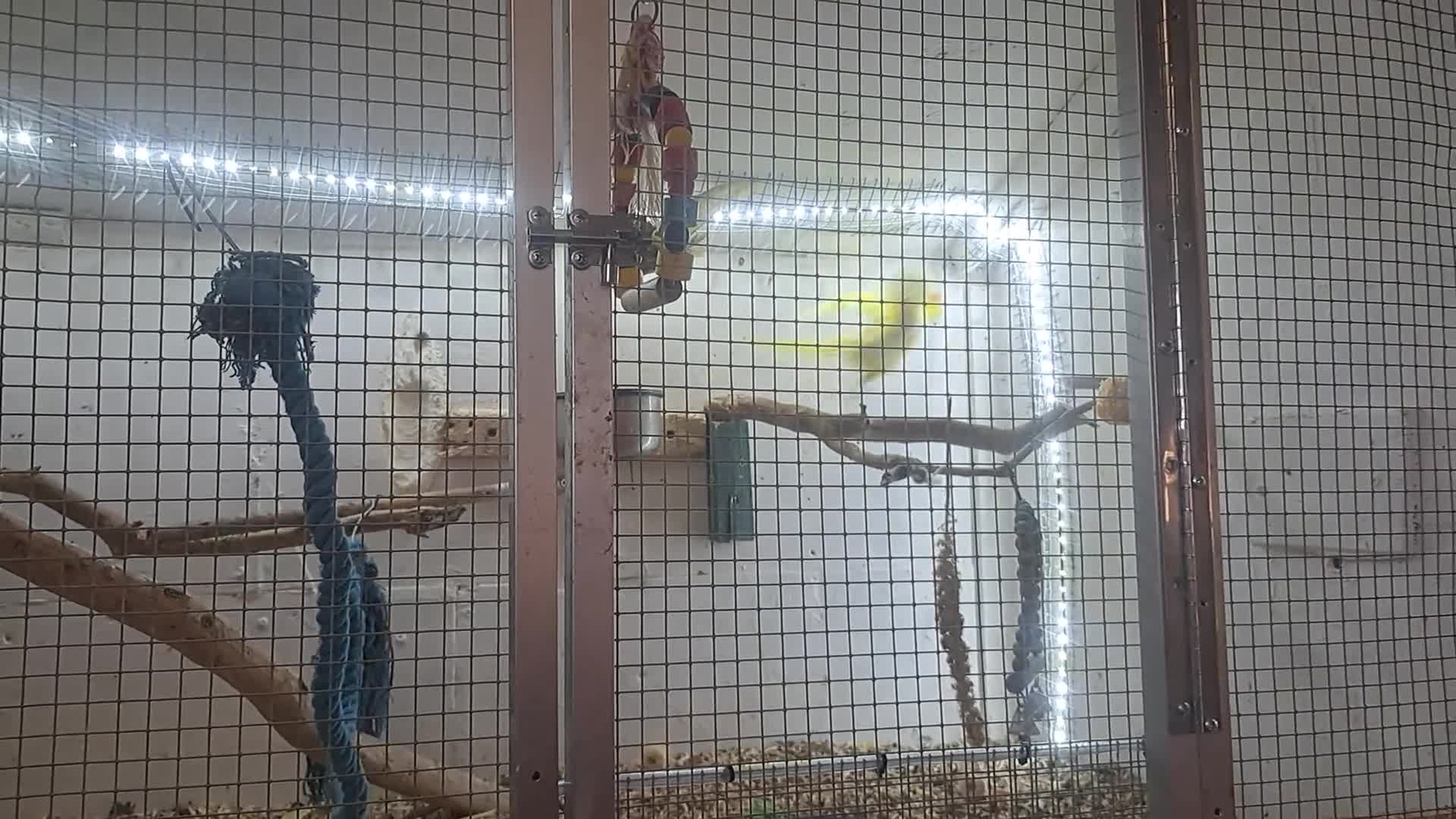 Parakeets birds for sale: 2 Young  kakariki  - Video 1