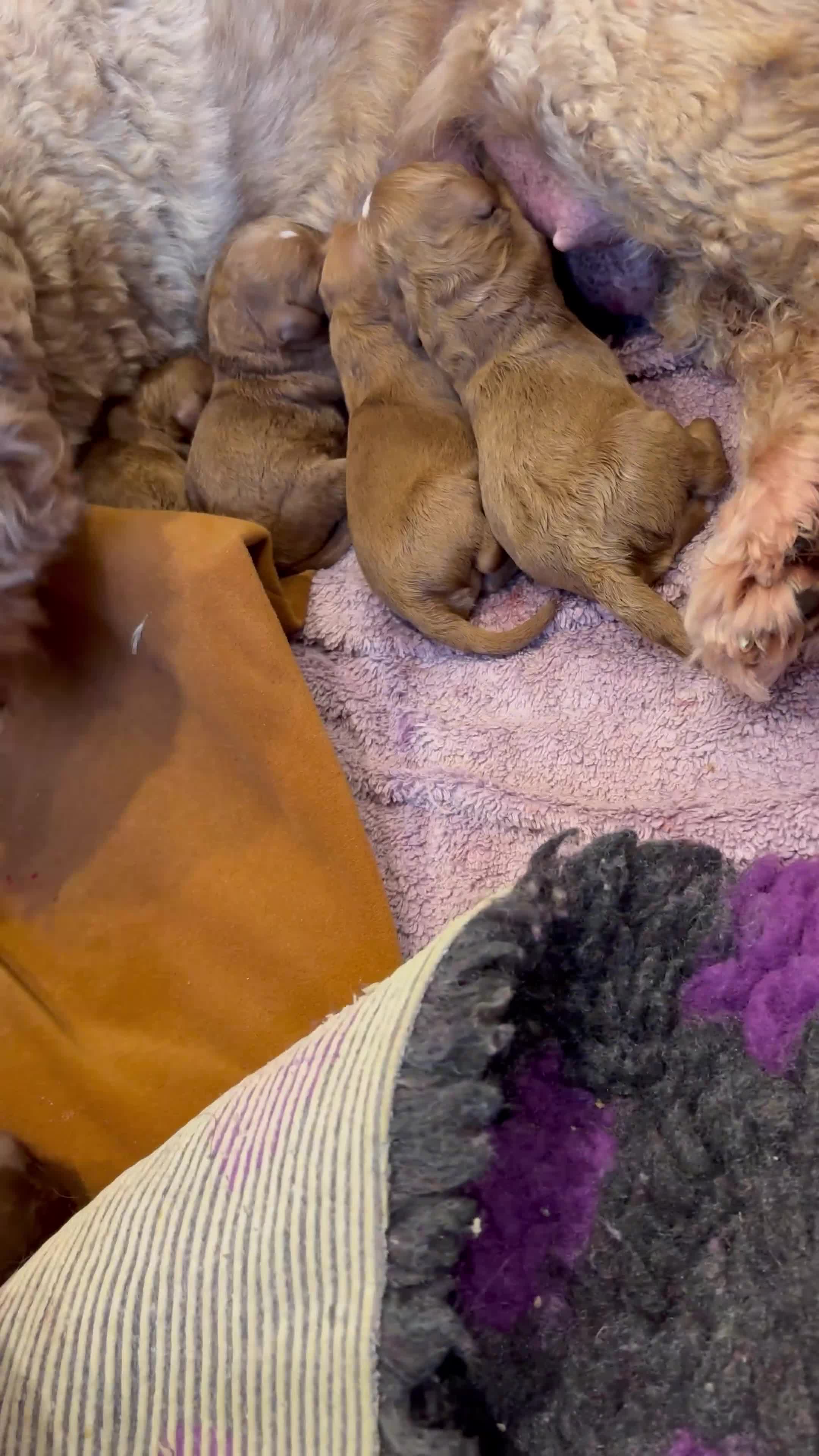 Cavapoo dogs for sale: F1b red Cavapoos puppies  - Video 2