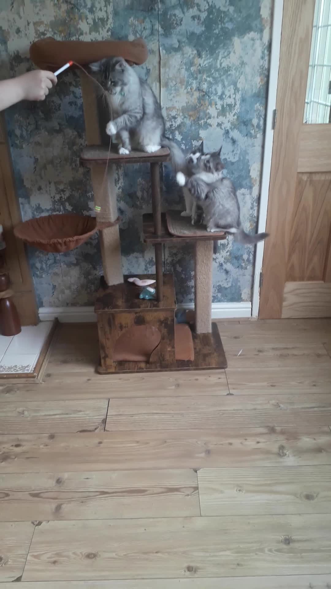 Ragcoon cats for sale: Maincoon × Ragdoll (Ragcoon)  chunky boys  - Video 1