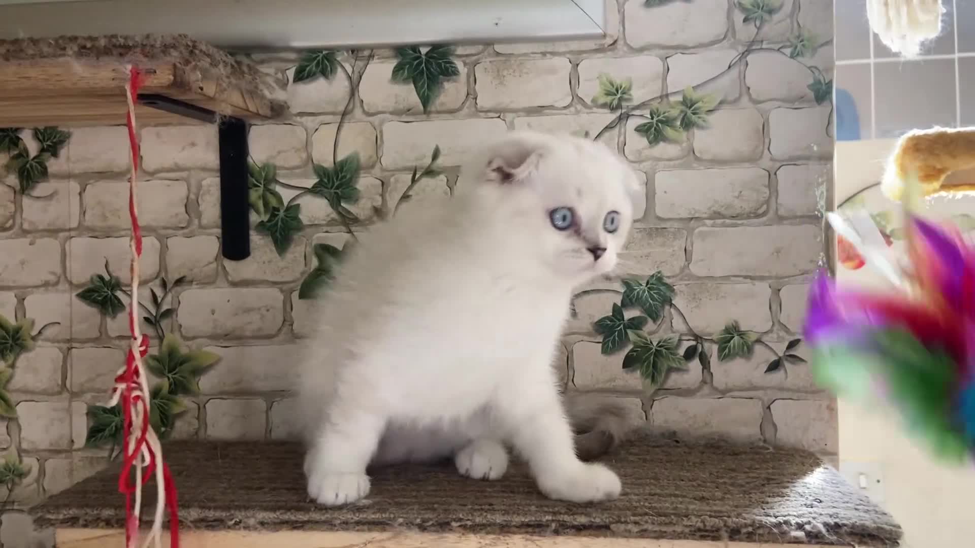 Munchkin cats for sale: Full pedigree munchkin kitten  - Video 2