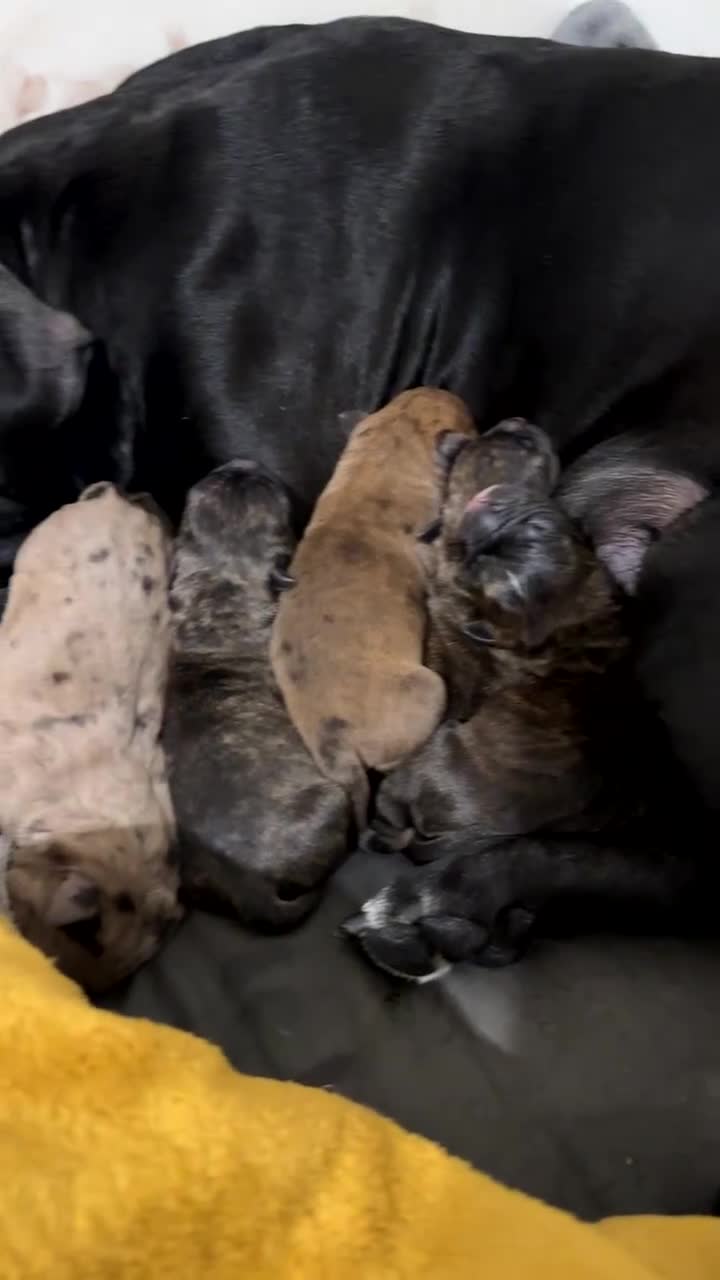 Mixed Breed dogs for sale: Staffordshire bull terrier puppies - Video 2