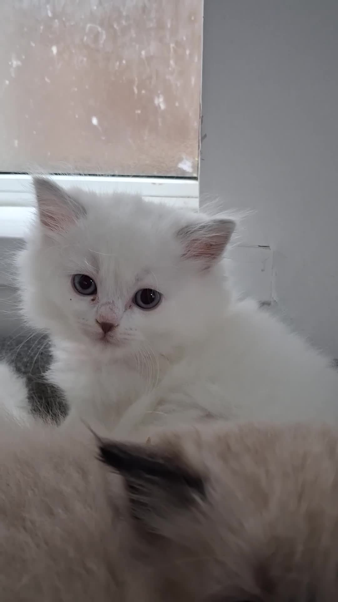Ragdoll cats for sale: 3 Beautiful ragdoll girls ready  - Video 1