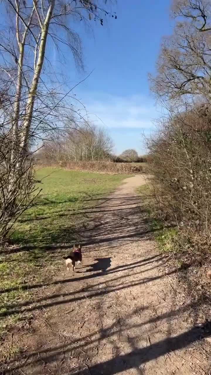 Mixed Breed dogs for sale: Beautiful Girl Bambi - Video 5