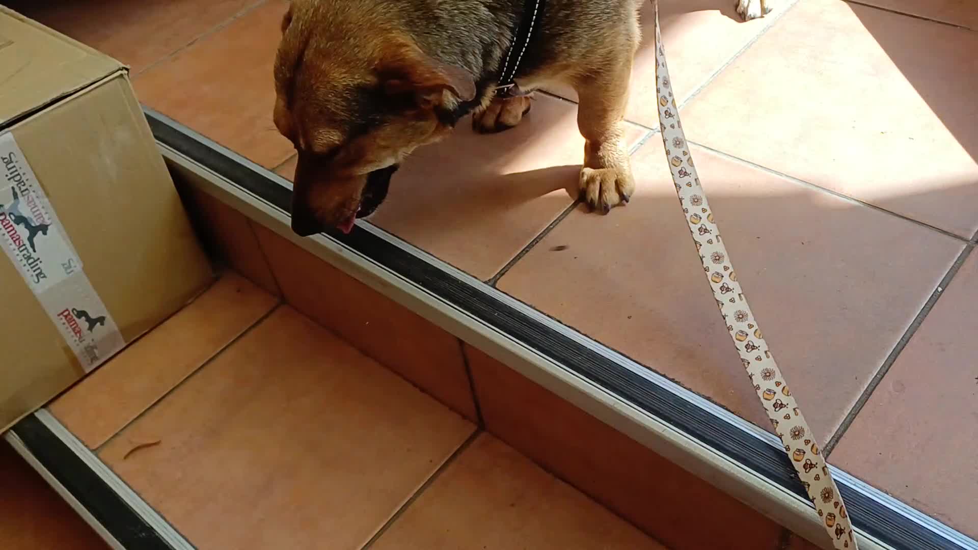 Mixed Breed dogs for adoption: 💛BELLA – The Little Street Dog Who Chose To Trust in Nottingham - Video 2