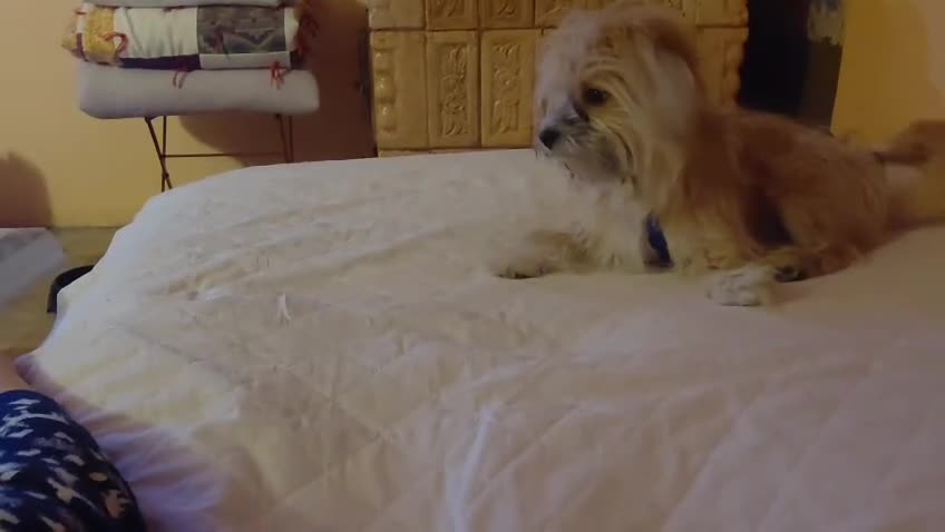 Mixed Breed dogs for adoption: COTTON, FROM A FORGOTTEN FIELD TO A BRAND-NEW LIFE - Video 1