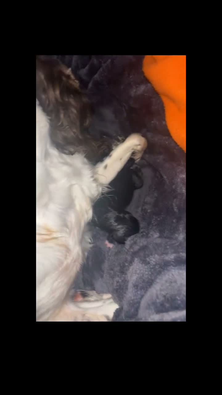Mixed Breed dogs for sale: Newborn puppies in Barnsley - Video 1