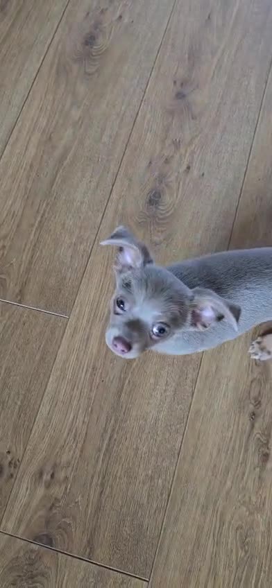 Chiweenie dogs for sale: Male beautiful male Chiweenie pups - Video 1