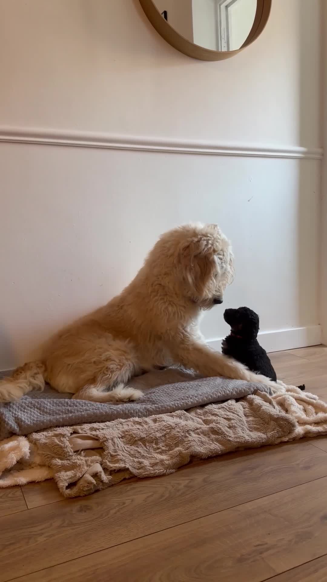 Mini Goldendoodle dogs for sale: F1b Mini Goldendoodles.READY TO LEAVE 🤍 - Video 3