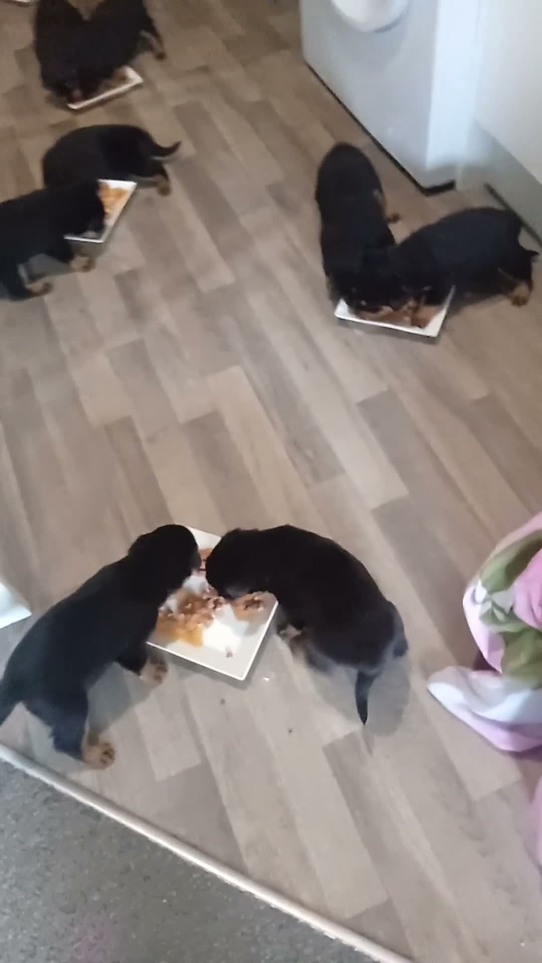 Rottweiler dogs for sale: Pure breed rottweilers  - Video 3