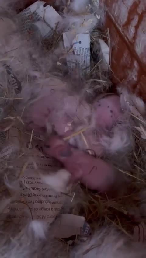 Mixed Breed rabbits for sale: English Spot and Lionhead in Kidlington - Video 1