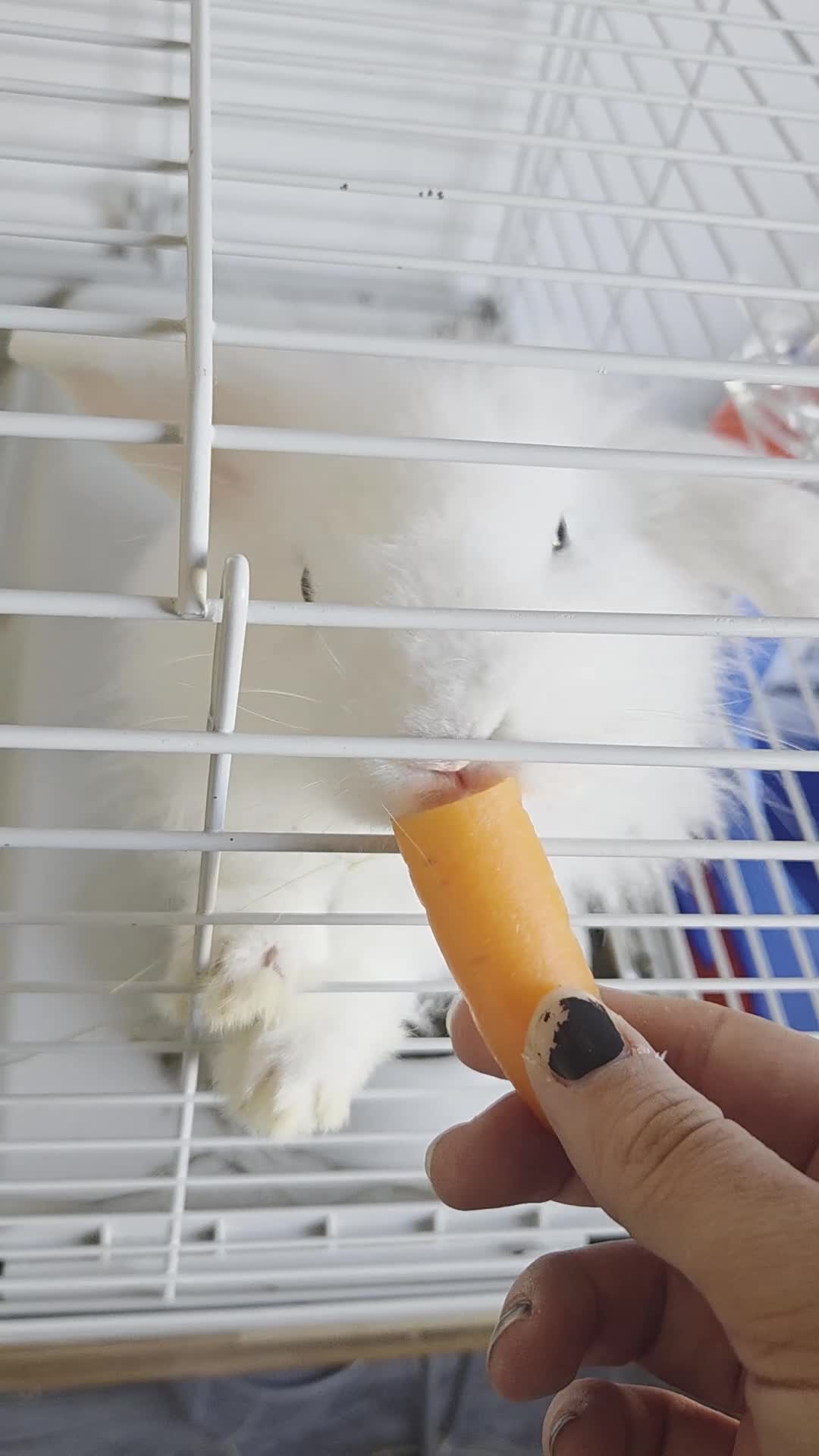 Mini Lion Lop rabbits for sale: BUDDY🐰💙 - Video 1