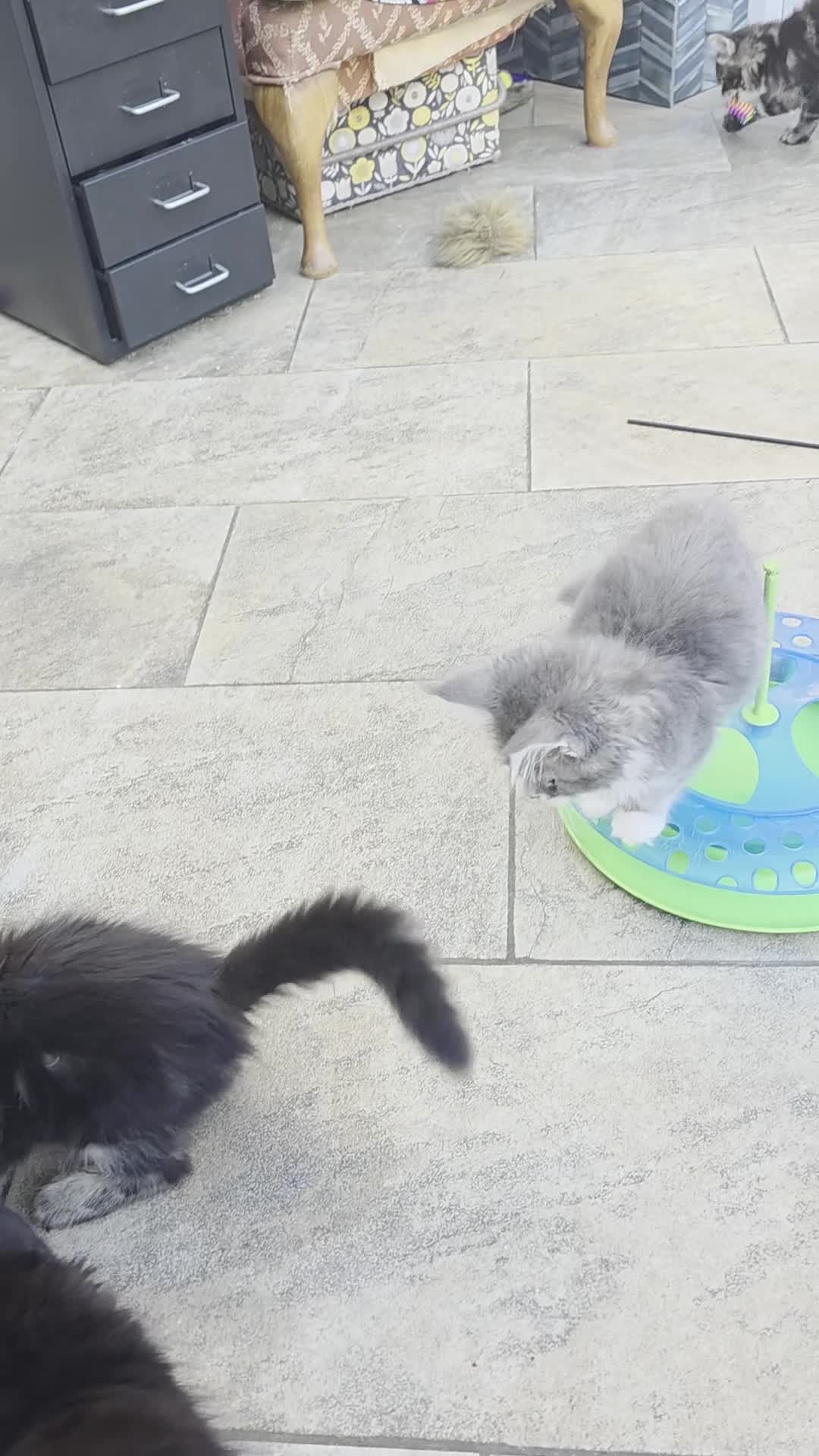 Maine Coon cats for sale: REDUCED XL Stunning full Maine Coon Kittens –  - Video 3
