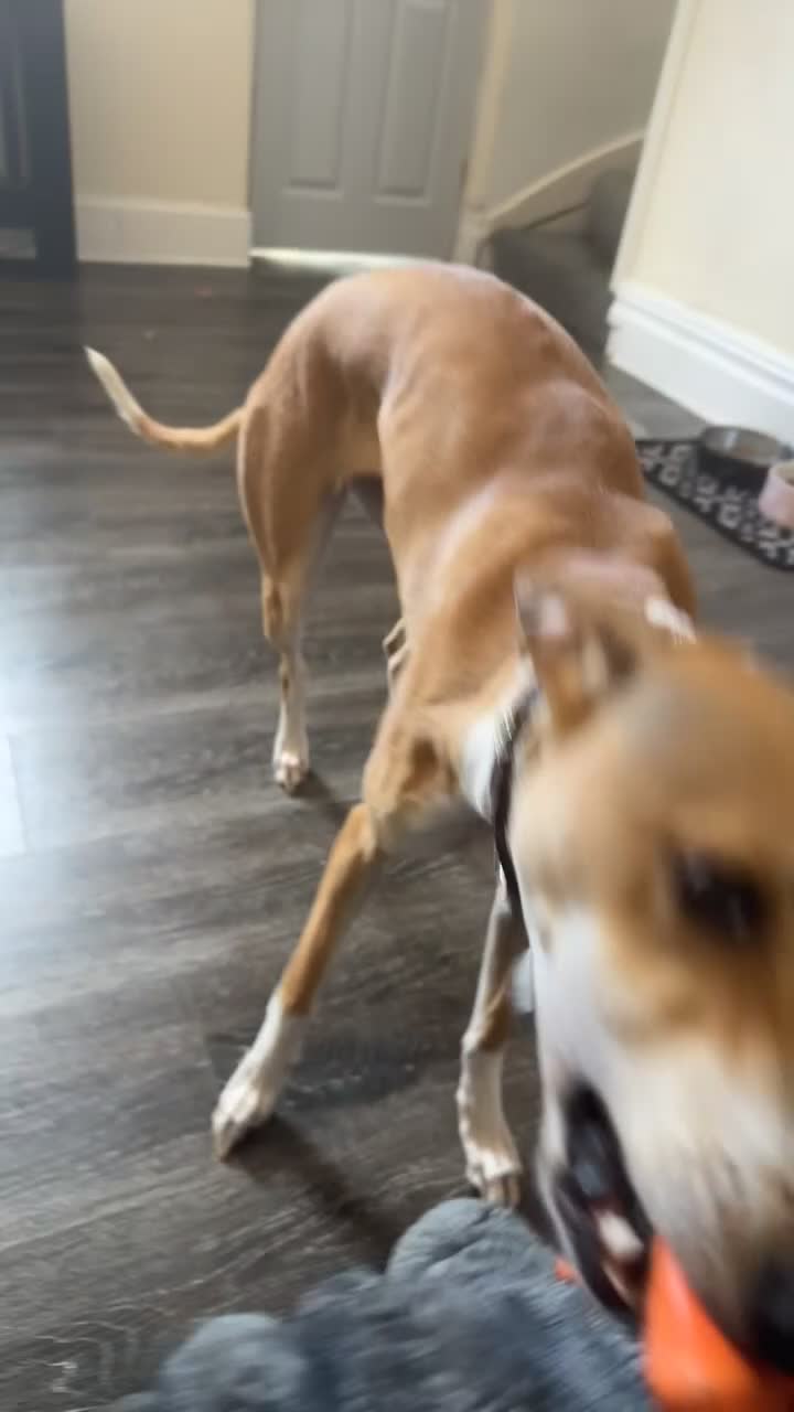 Lurcher dogs for sale: Female Lurcher - Video 1
