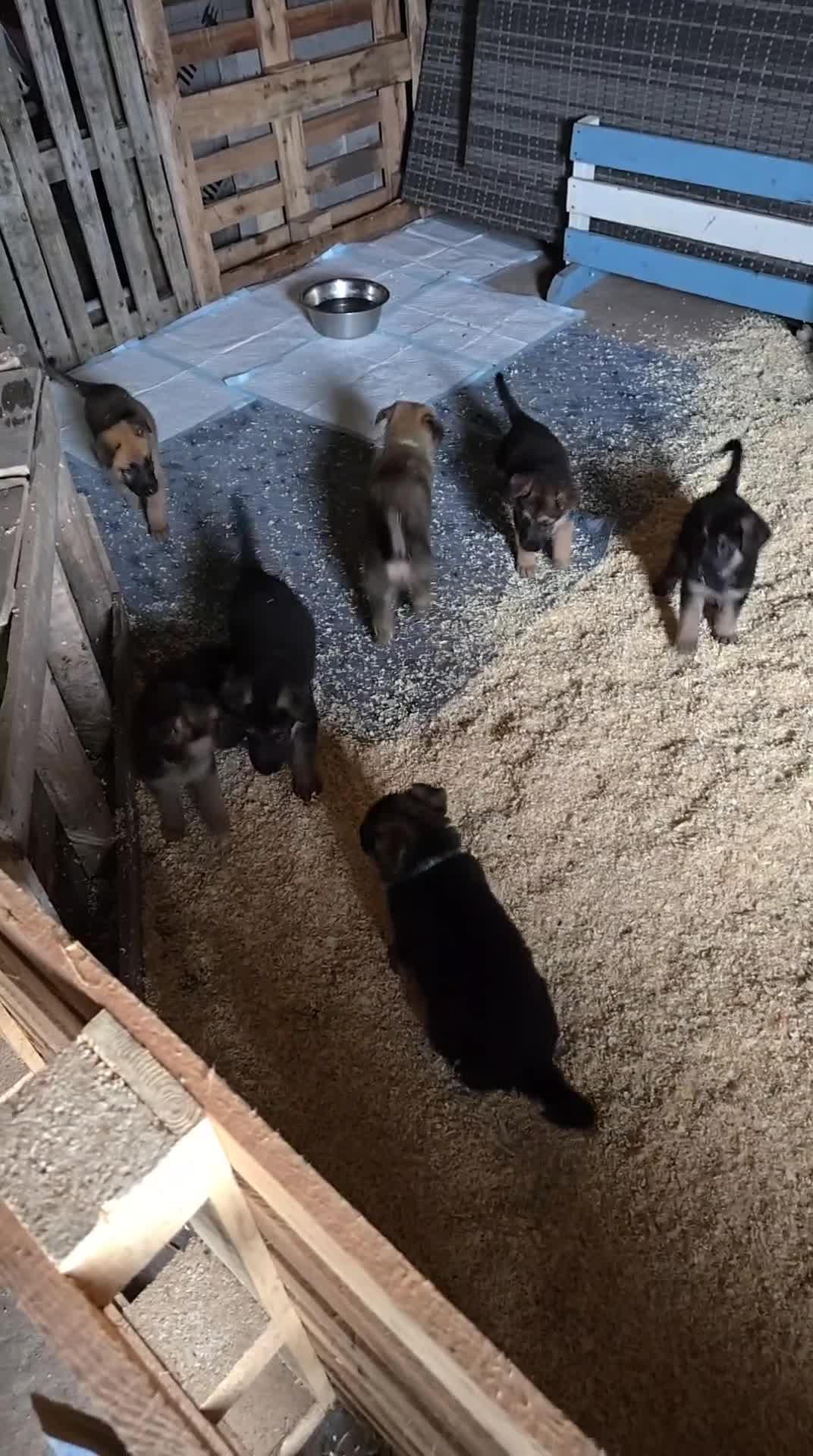 German Shepherd dogs for sale: German Shepard KC Reg Puppies in Scunthorpe - Video 1