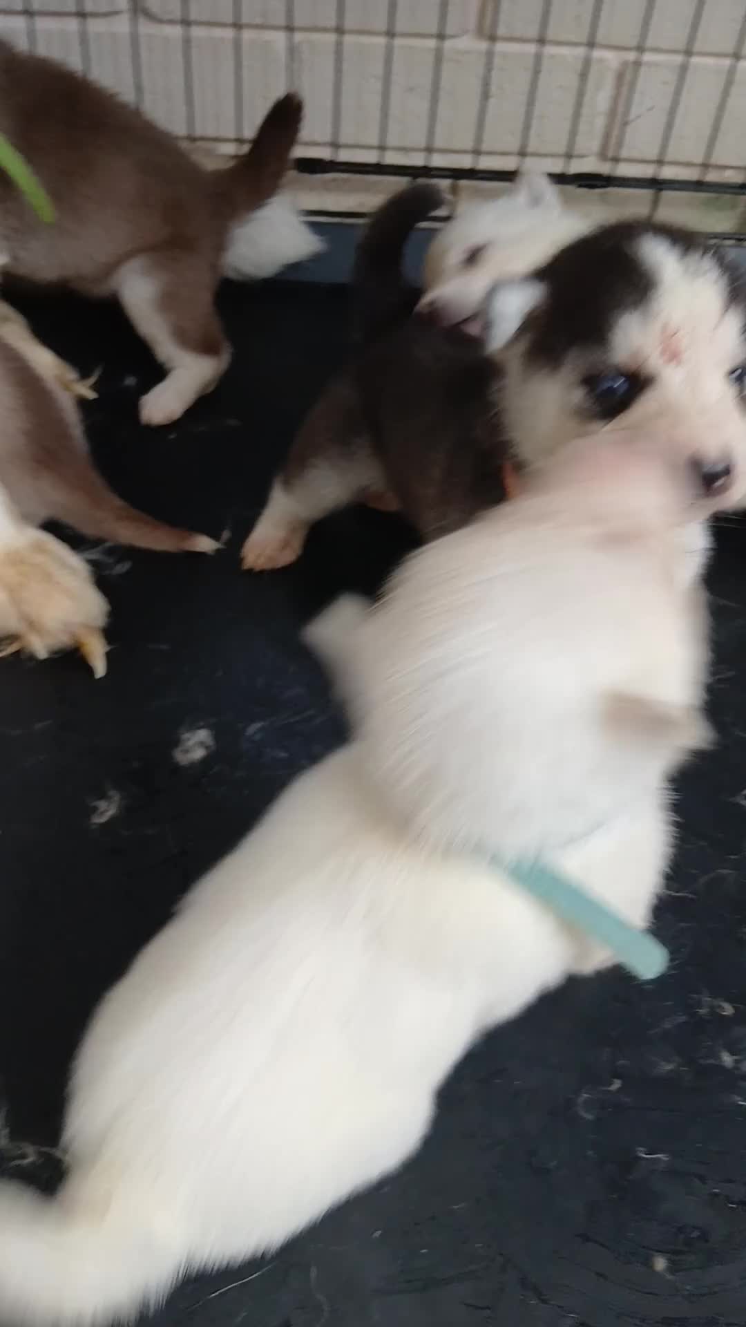 Siberian Husky dogs for sale: 2 LEFT REDUCED Stunning Siberian Husky Puppies - Video 2