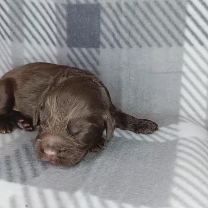 Cocker Spaniel dogs for sale: Show x Working Cocker Spaniels, HEALTH tested - Video 3