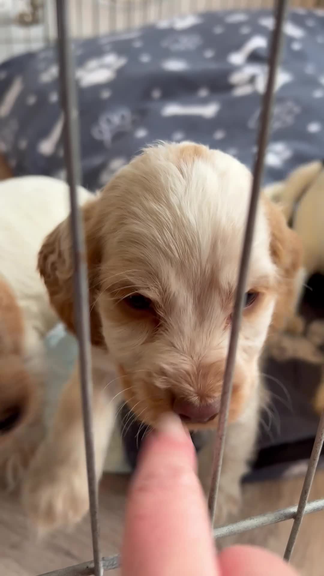 Cocker Spaniel dogs for sale: Adorable cocker spaniel puppies  - Video 3