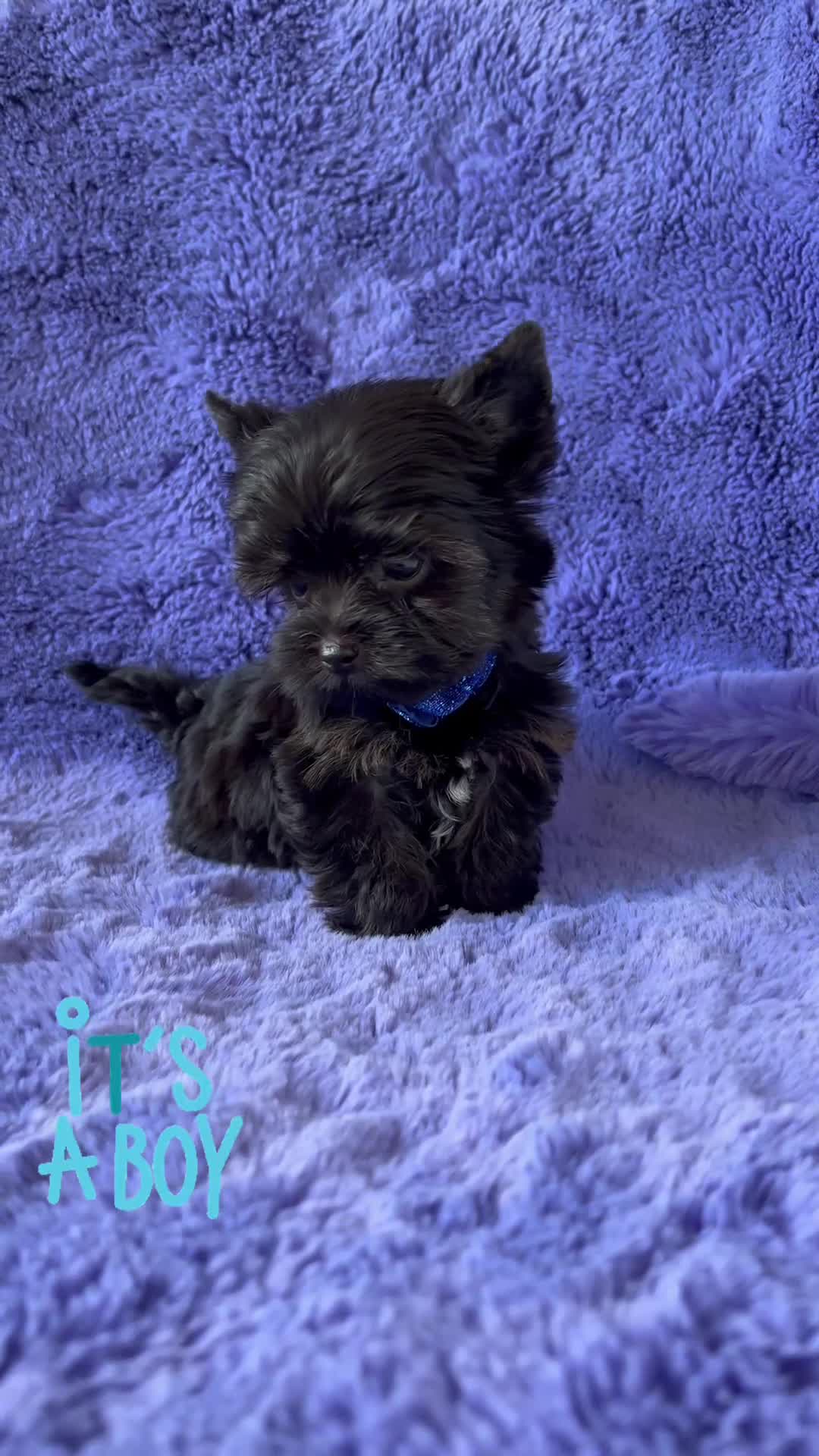 Yorkshire Terrier dogs for sale: Yorkshire Terrier puppies – very small, dad 1.2 kg - Video 1