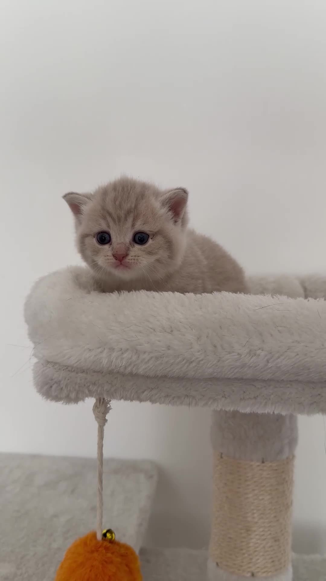 British Shorthair cats for sale: british shorthair kittens  - Video 4