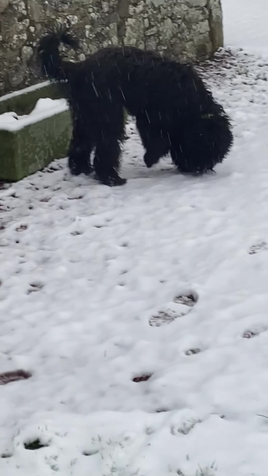Labradoodle dogs for stud: Multi generation labradoodle. - Video 1