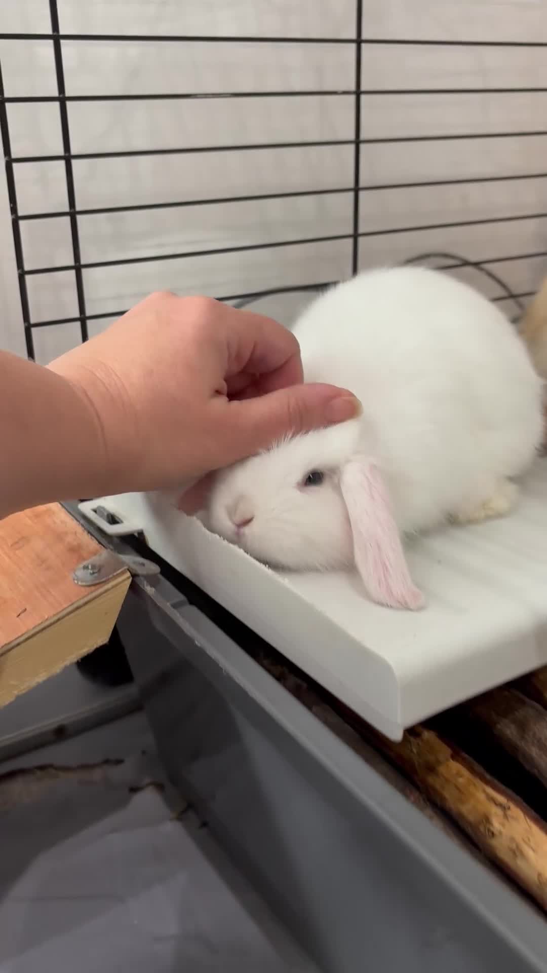 Mini Lop rabbits for sale: Beautiful baby mini lops - Video 1