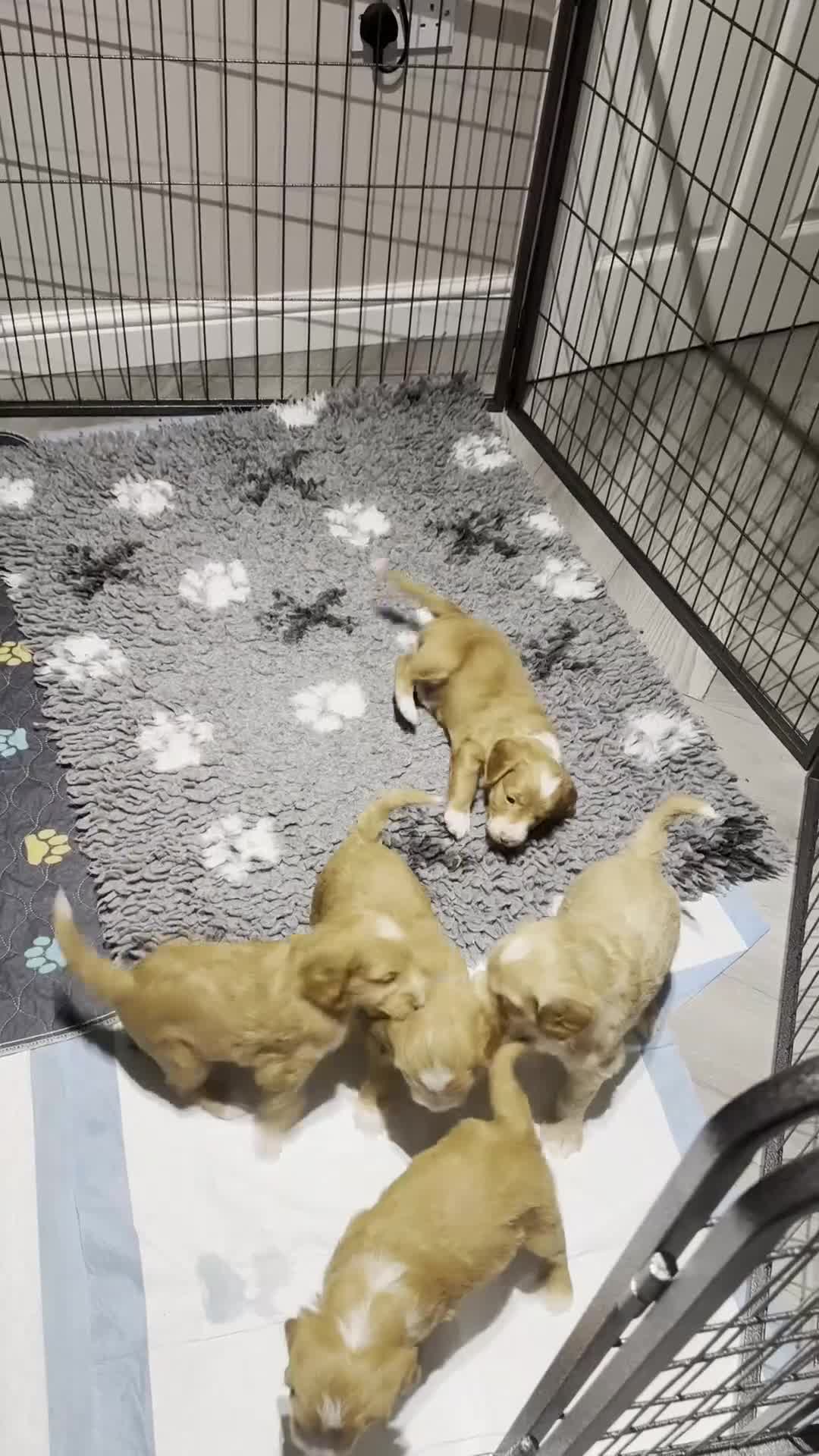 Australian Labradoodle dogs for sale: READY TO GO Australian Labradoodle x Cockapoo Pupp - Video 4