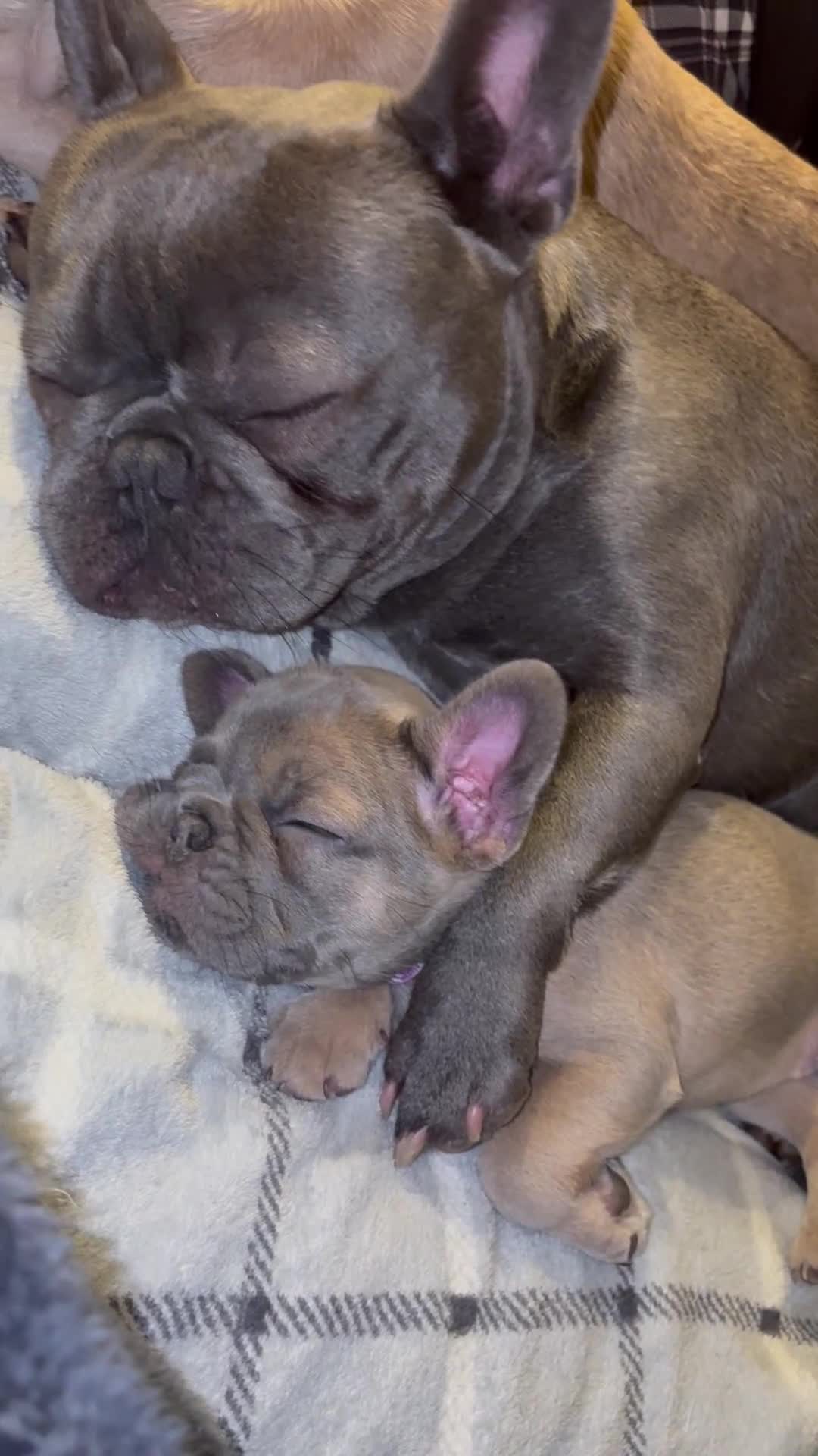 French Bulldog dogs for sale: 3 beautiful pedigree French bulldog puppies  - Video 1