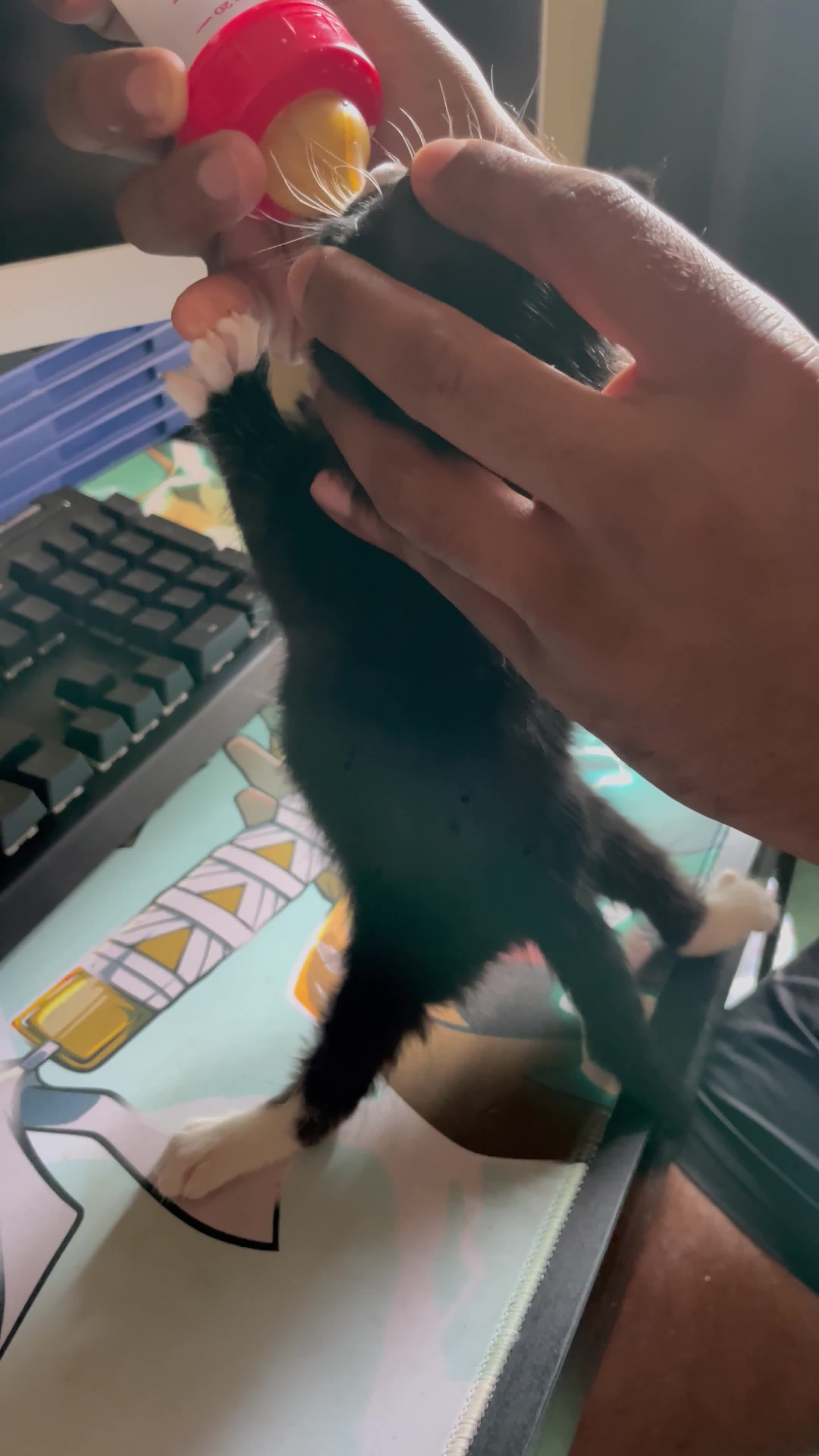 Domestic Shorthair cats for sale: Most adorable tuxedo kitten  (read description) - Video 1