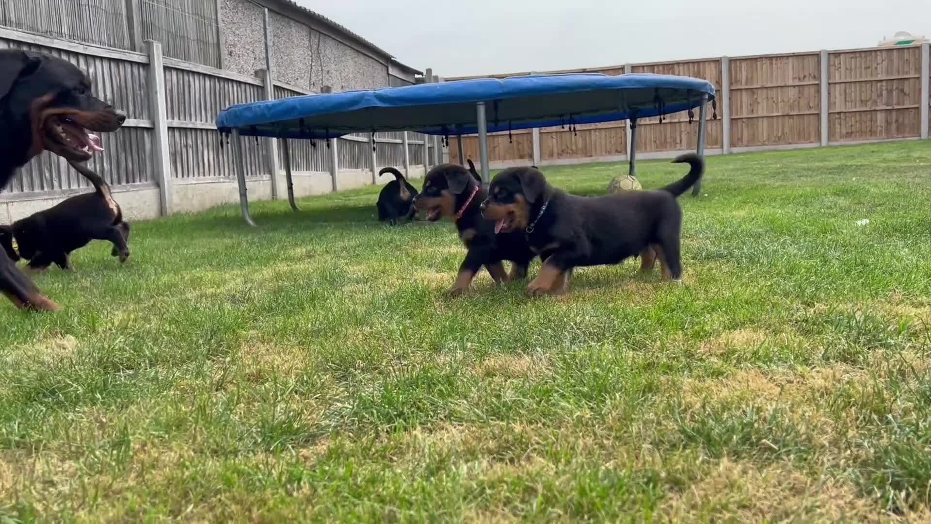 Rottweiler dogs for sale: Family bred and loved Rottweiller puppies - Video 2