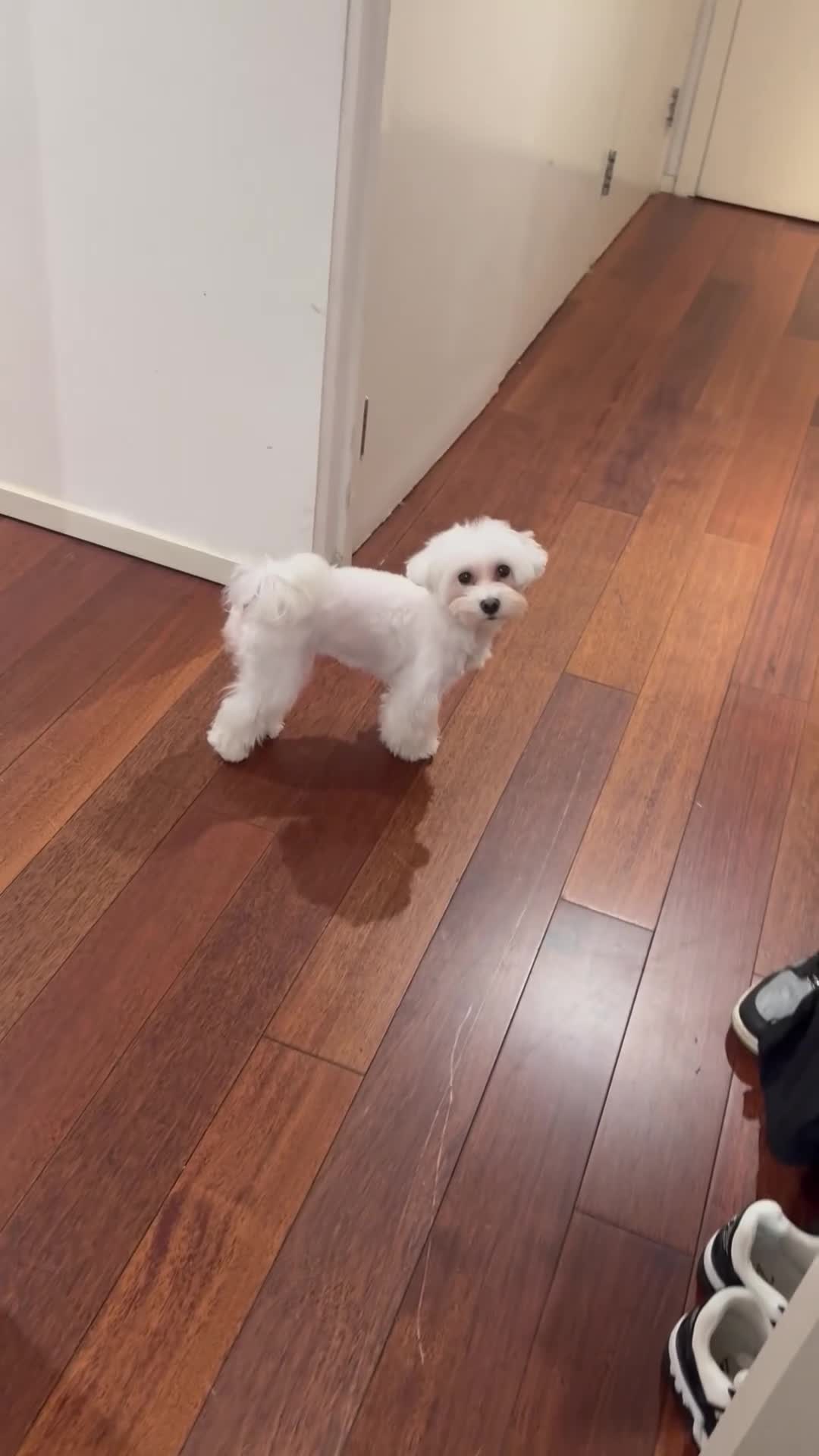 Maltipoo dogs for sale: Asian/Korean *DNA TESTED* teddy bear maltipoos - Video 3